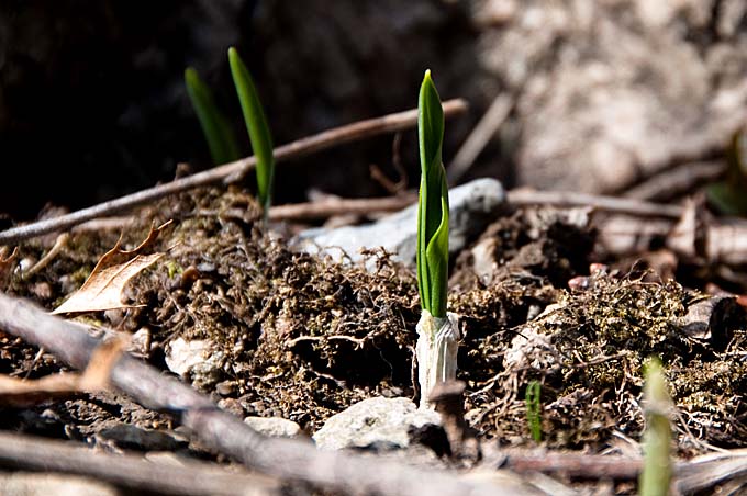 Young Sprout