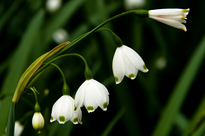 Summer Snowflake (Leucojum aestivum)