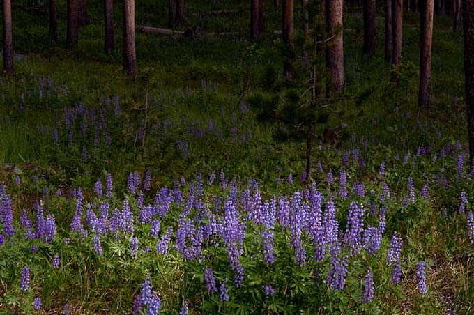 Sunlit Lupine