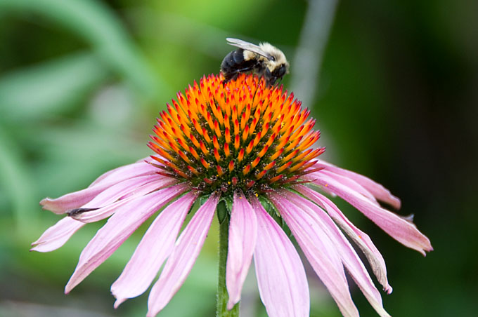 Cone Flower