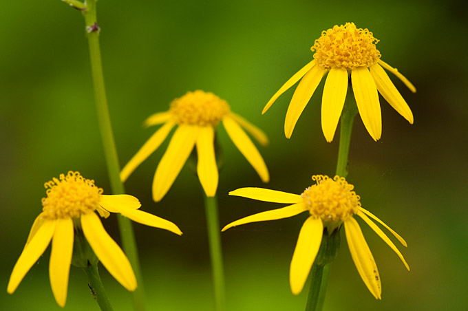 Spring Flowers