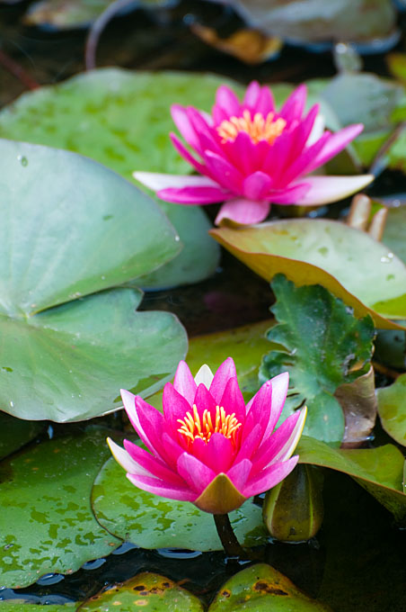 Pond Lillies