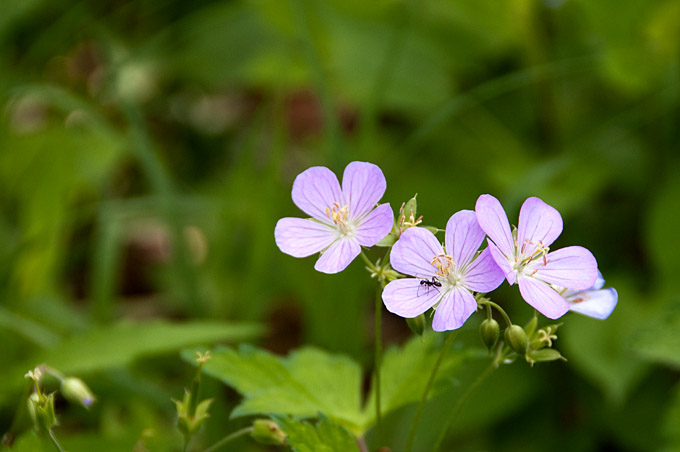 20090511-_DSC0236-Edit