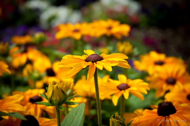 Cone Flowers