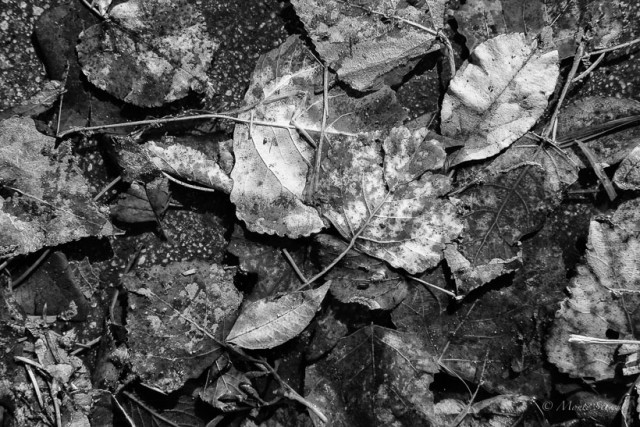 Decaying Leaves Floating in Melted Snow